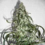 Cannabis seed variety Auto Super Lemon Haze Feminised Silver