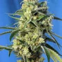 Семена конопли SWEET AMNESIA HAZE® от Sweet Seeds