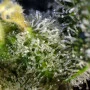 Семена конопли SWEET AMNESIA HAZE® от Sweet Seeds