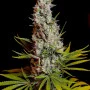 Семена конопли SWEET CHEESE® от Sweet Seeds