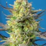 Насіння конопель SWEET CHEESE XL AUTO® від Sweet Seeds