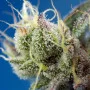 Насіння конопель SWEET CHEESE XL AUTO® від Sweet Seeds