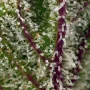 Cannabis seeds SWEET CHEESE AUTO® from Sweet Seeds