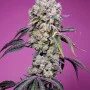 Семена конопли SWEET MANDARINE ZKITTLEZ F1 FAST VERSION® от Sweet Seeds