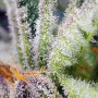 Семена конопли SWEET MANDARINE ZKITTLEZ F1 FAST VERSION® от Sweet Seeds