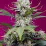 Семена конопли SWEET MANDARINE ZKITTLEZ XL AUTO® от Sweet Seeds