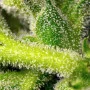 Cannabis seeds SWEET PURE AUTO CBD® from Sweet Seeds
