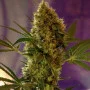 Насіння конопель BIG DEVIL #2 AUTO® від Sweet Seeds