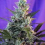 Насіння конопель SWEET SKUNK AUTO® від Sweet Seeds