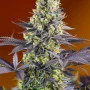 Семена конопли SWEET ZENZATION® от Sweet Seeds