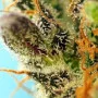 Насіння конопель SWEET ZENZATION XL AUTO® від Sweet Seeds