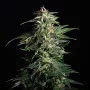 Сорт насіння канабісу Swiss Dream Auto CBD від Kannabia Seeds