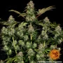 Семена конопли TANGERINE DREAM AUTO от Barney's Farm