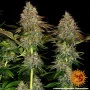 Семена конопли TANGERINE DREAM AUTO от Barney's Farm