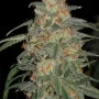 Сорт семян каннабиса Tangie