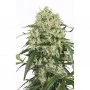 Cannabis seeds THE ULTIMATE® from Dutch Passion