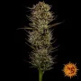 Семена конопли Thin Mint x Sour Pinot Auto от Barney's Farm