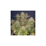 Cannabis seeds AUTO THINK BIG® from Dutch Passion