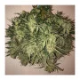 Cannabis seeds AUTO THINK BIG® from Dutch Passion