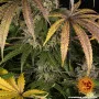 Cannabis seeds Trainwreck from Barney's Farm