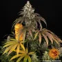 Cannabis seeds Trainwreck from Barney's Farm