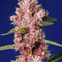 Насіння конопель TROPICANNA POISON F1 FAST VERSION® від Sweet Seeds