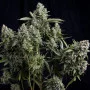 Сорт насіння канабісу Tutankhamon Femenised Silver