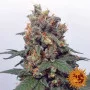 Семена конопли VANILLA KUSH от Barney's Farm