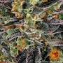 Семена конопли WATERMELON ZKITTLEZ от Barney's Farm