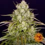 Насіння конопель WEDDING CAKE AUTO від Barney's Farm