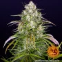 Насіння конопель WEDDING CAKE AUTO від Barney's Farm