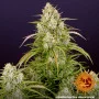 Насіння конопель WEDDING CAKE AUTO від Barney's Farm