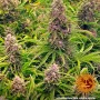 Насіння конопель WEDDING CAKE AUTO від Barney's Farm
