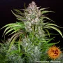 Насіння конопель WEDDING CAKE AUTO від Barney's Farm