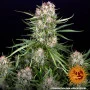 Насіння конопель WEDDING CAKE AUTO від Barney's Farm