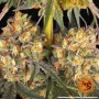 Семена конопли WEDDING CAKE от Barney's Farm