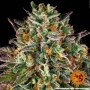 Семена конопли WEDDING CAKE от Barney's Farm
