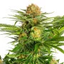 Сорт насіння канабісу White Domina