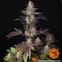 Семена конопли White Runtz от Barney's Farm