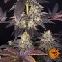 Семена конопли White Runtz от Barney's Farm