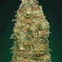 Сорт семян каннабиса White Widow Feminised Gold