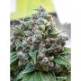 Насіння конопель WHITE WIDOW® від Dutch Passion