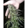 Насіння конопель WHITE WIDOW® від Dutch Passion
