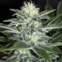 Сорт насіння канабісу White Widow Feminised Silver