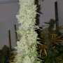 Сорт семян каннабиса White Widow Feminised Gold