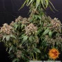 Семена конопли WHITE WIDOW XXL от Barney's Farm