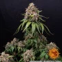 Семена конопли WHITE WIDOW XXL от Barney's Farm