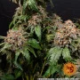 Семена конопли WHITE WIDOW XXL от Barney's Farm