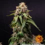 Семена конопли WHITE WIDOW XXL от Barney's Farm
