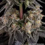 Семена конопли Zoap от Barney's Farm